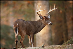 Canada Hunting Outfitters - Ontario hunting outfitters